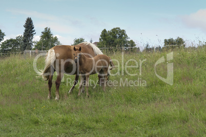 bay mare with colt