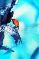 Ladybug crawling on the wood with blue background
