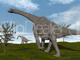 Brachiosaurus dinosaurs walk - 3D render