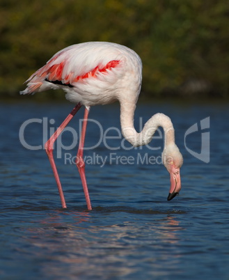 Greater flamingo, phoenicopterus roseus, Camargue, France