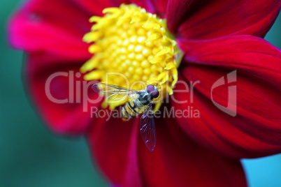 Dahlie mit Schwebfliege