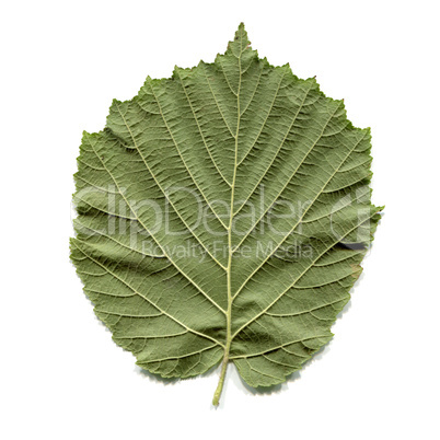 Hazel tree leaf