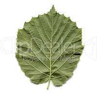 Hazel tree leaf