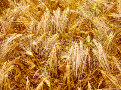 Retro look Barleycorn field