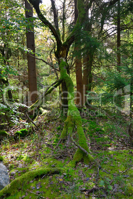 toter Baum mit Moos