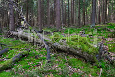 toter Baum mit Moos Buche