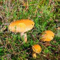 Larch Bolete