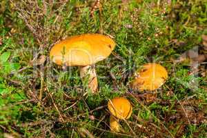 Larch Bolete