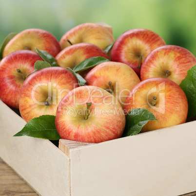 Äpfel in Holzkiste bei der Ernte im Herbst