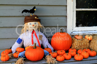 Scarecrow, orange pumpkins, black bird Thanksgiving symbols