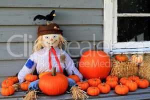 Scarecrow, orange pumpkins, black bird Thanksgiving symbols