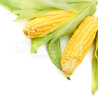Corn cobs isolated on a white background