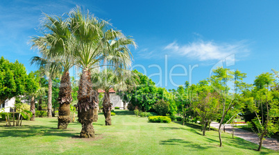 Tropical palm trees in a beautiful park