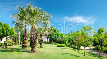 Tropical palm trees in a beautiful park