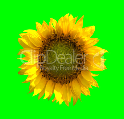 Sunflower on green background