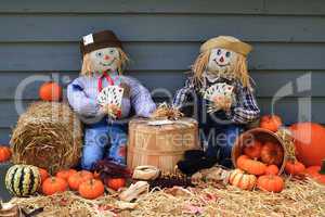 Scarecrows on brake don?t guard harvest and crow eat corn