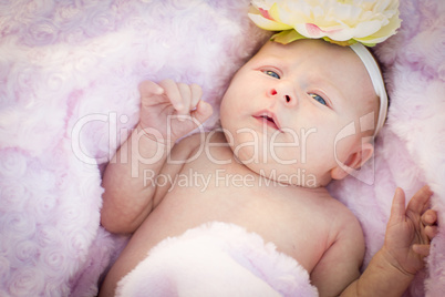 Beautiful Newborn Baby Girl Laying in Soft Blanket