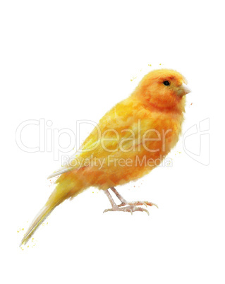 Watercolor Image Of Yellow Bird