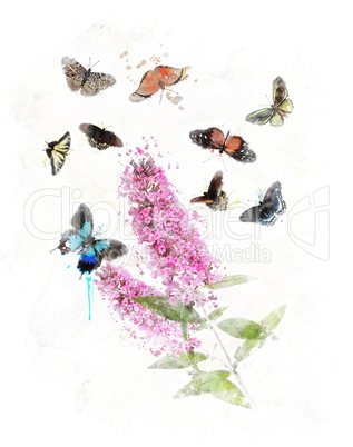 Watercolor Image Of Butterfly Bush