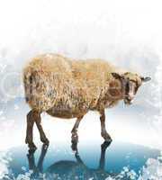 Watercolor Image Of Sheep