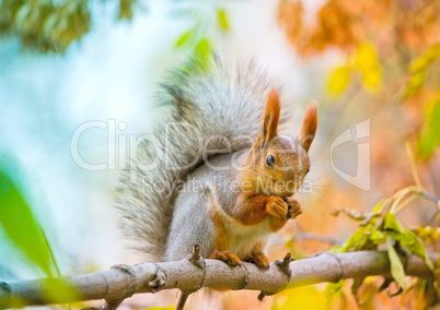 Squirrel eating nut on the branch