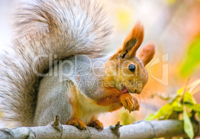 Squirrel washes on the branch