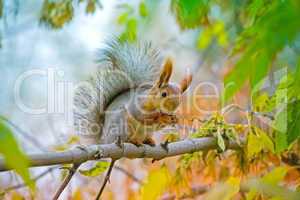 Squirrel washes on the branch