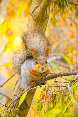 Squirrel on the branch