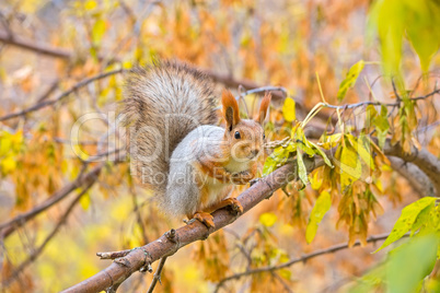 Squirrel on the branch