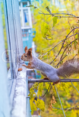 the squirrel looks for to eat and watch on a window