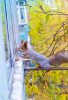 the squirrel looks for to eat and watch on a window