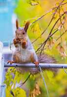 Squirrel eating nut on the branch