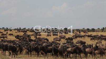 Lots of wildebeest on the field.