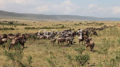 Wildebeest  gazelles eating grass.