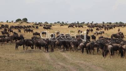 Summer migration of Wildebeest in the Masai Mara park.