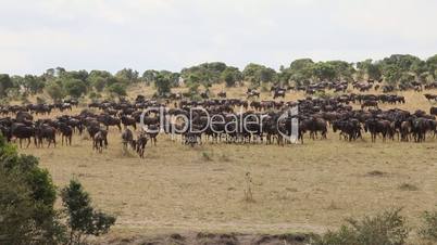 Close Up Of  A File Of Wildebeest Migrating