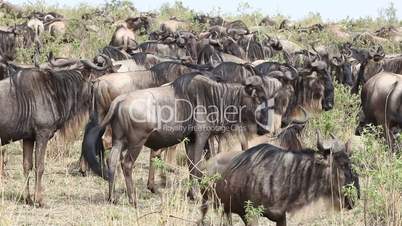 Close Up Of  A File Of Wildebeest Migrating