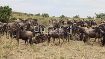 African wildebeest migrate.