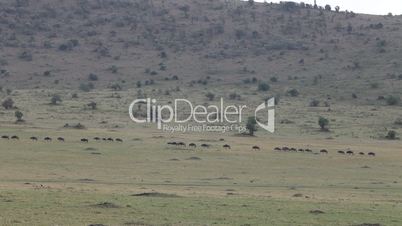 Migration Of Wildebeest.  Masai Mara. Kenya.