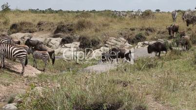 Summer migration of Wildebeest in the Masai Mara park.