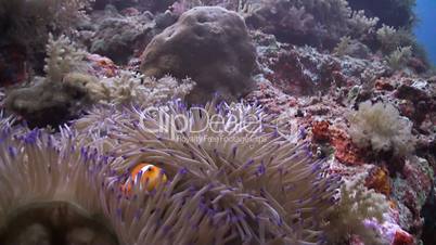 Clown anamonefish
