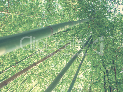 Retro look Bamboo plants