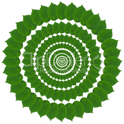 Green circle from leaves