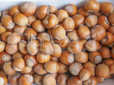 Hazelnut fruit