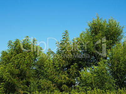 Trees in a park