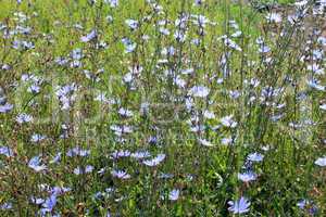 blue flowers of Cichorium