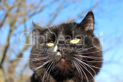 black cat with evil sight