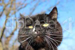black cat with evil sight