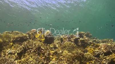 Coral reef with Butterflyfish and Surgeonfish