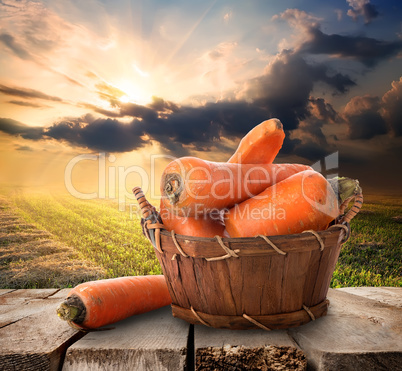 Carrot and landscape
